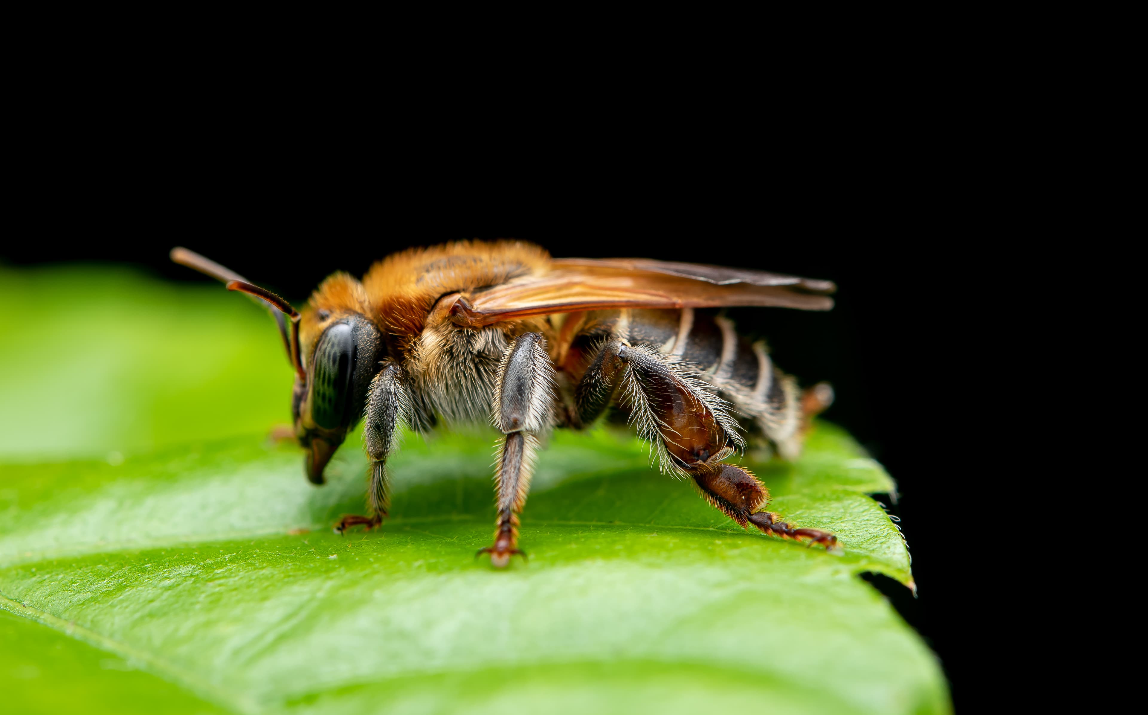 Abejas sin aguijón en su entorno natural